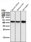 Anti-Atg4B Rabbit Monoclonal Antibody